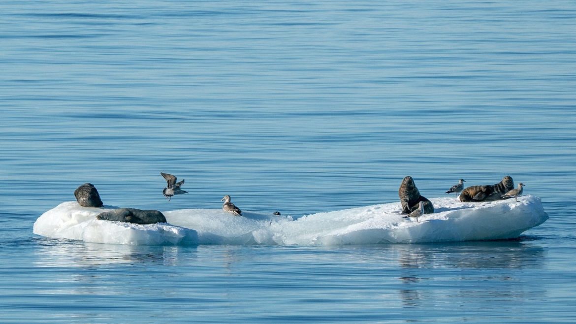 L’Antarctique en croisière : une expérience privilégiée